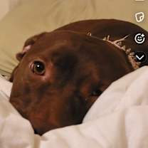 Thumbnail photo of Rosie #2