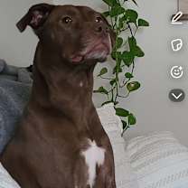 Thumbnail photo of Rosie #3