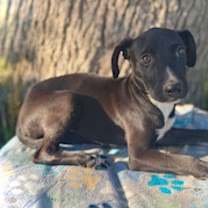 Thumbnail photo of Bryson- Puppy #4 (Stray Litter #2/ 2025) #2