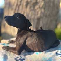 Thumbnail photo of Bryson- Puppy #4 (Stray Litter #2/ 2025) #3