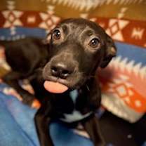 Thumbnail photo of Baylor- Puppy #6 (Stray Litter #2/ 2025) #3