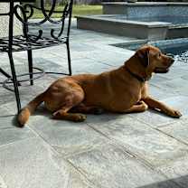 Thumbnail photo of rudy #1