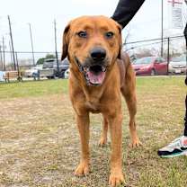 Thumbnail photo of rudy #2