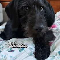 Thumbnail photo of Winston #3