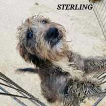 Thumbnail photo of Sterling #1