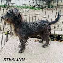Thumbnail photo of Sterling #4