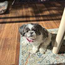 Thumbnail photo of Sofie-OS #2