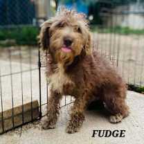 Thumbnail photo of Fudge #1