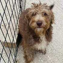 Thumbnail photo of Fudge #2