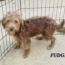 Thumbnail photo of Fudge #4