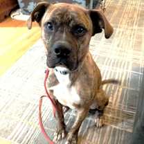 Thumbnail photo of SHADOW #3