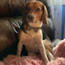 Thumbnail photo of Bailey *Adopt or Foster* #3