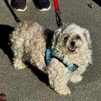 Thumbnail photo of Leo *Adopt* #4