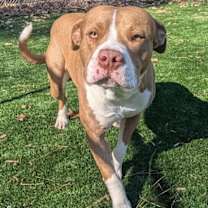 Thumbnail photo of Roscoe #1