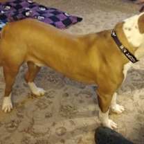 Thumbnail photo of Roscoe #2