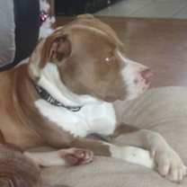 Thumbnail photo of Roscoe #3