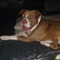 Thumbnail photo of Roscoe #4