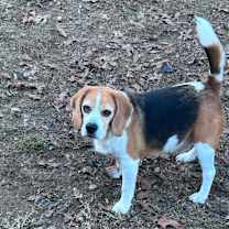 Thumbnail photo of Charlie #2