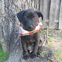 Thumbnail photo of Rodeo #1