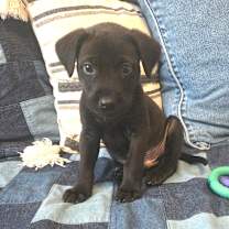 Thumbnail photo of Rodeo #4