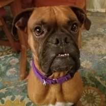 Thumbnail photo of Canelo 2025-1 #1