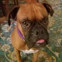 Thumbnail photo of Canelo 2025-1 #2