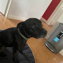 Thumbnail photo of Remy #1