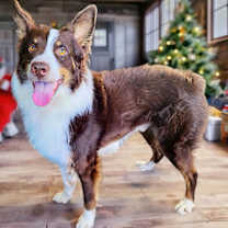 Thumbnail photo of Phoenix #2