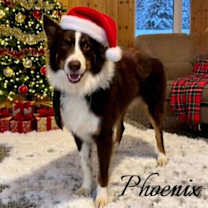 Thumbnail photo of Phoenix #1