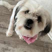 Thumbnail photo of Bella #1