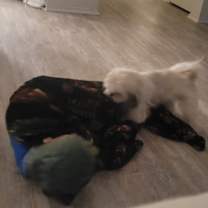 Thumbnail photo of Bella #3