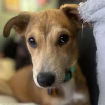 Thumbnail photo of Amelia #1