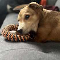 Thumbnail photo of Amelia #3