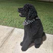 Thumbnail photo of Miles #2