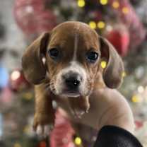 Thumbnail photo of Cupid #1