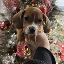 Thumbnail photo of Cupid #2