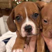 Thumbnail photo of Cupid #3