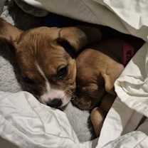 Thumbnail photo of Cupid #4