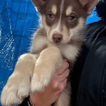 Thumbnail photo of Cedar #2