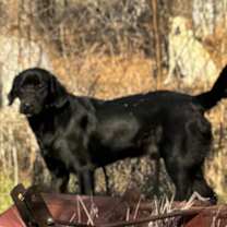 Thumbnail photo of Bart #3