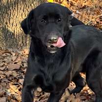 Thumbnail photo of Bart #4