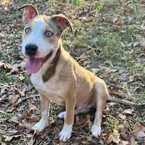 Thumbnail photo of Rooster  #1