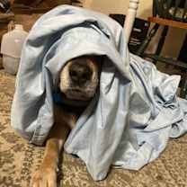 Thumbnail photo of Luna #4