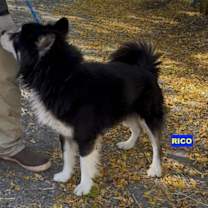 Thumbnail photo of RICO #2