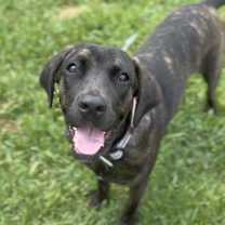 Thumbnail photo of Shayla #1