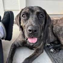 Thumbnail photo of Shayla #2