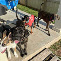 Thumbnail photo of Shayla #3