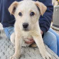 Thumbnail photo of Lovely #1