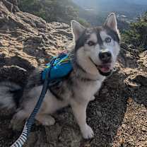 Thumbnail photo of Lobo #1