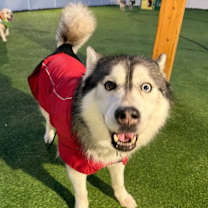 Thumbnail photo of Lobo #3